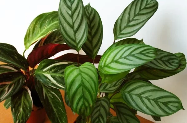 Glücksbringer Pflanzen Calathea Korbmarante pflegeleichte Zimmerpflanze