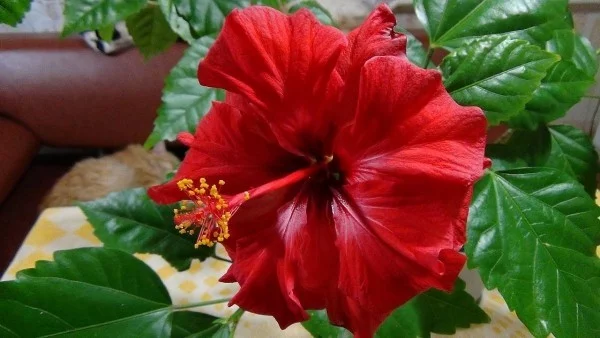 Glücksbringer Pflanzen Hibiskus schöne rote Blüte Symbol der Liebe