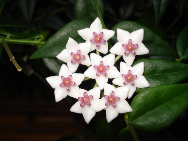Glücksbringer Pflanzen schöne weiße glänzende Blüten Hoya Wachsblume