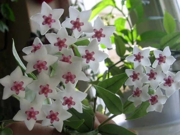 Glücksbringer Pflanzen weiße glänzende Blüten Hoya Wachsblume