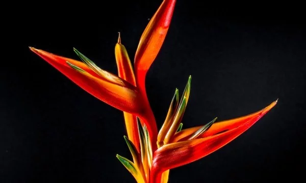 Strelitzie einzigartig im Aussehen markante Blüte