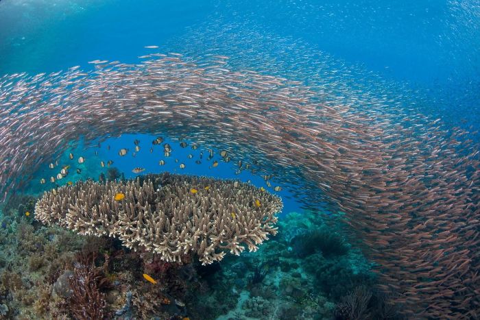 brücke aus tollen fischen unterwasserbilder