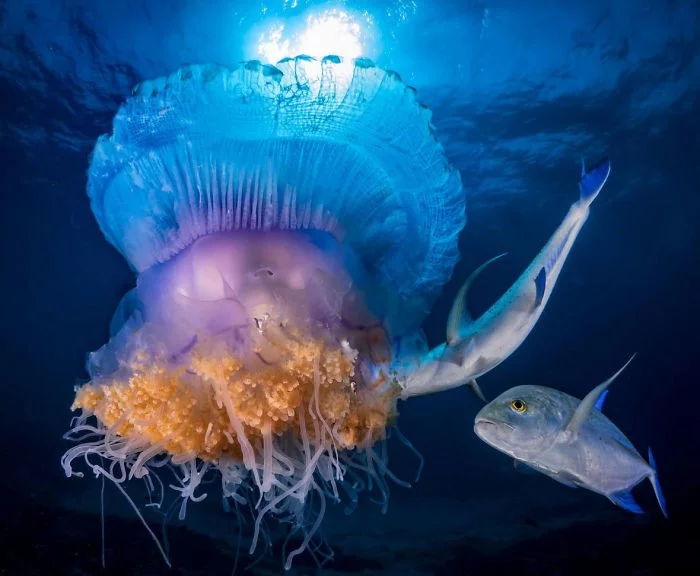 ein weichtier unterwasserbilder mit einem fisch