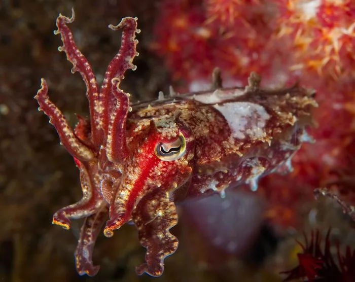 extravagante weichtiere unterwasserbilder