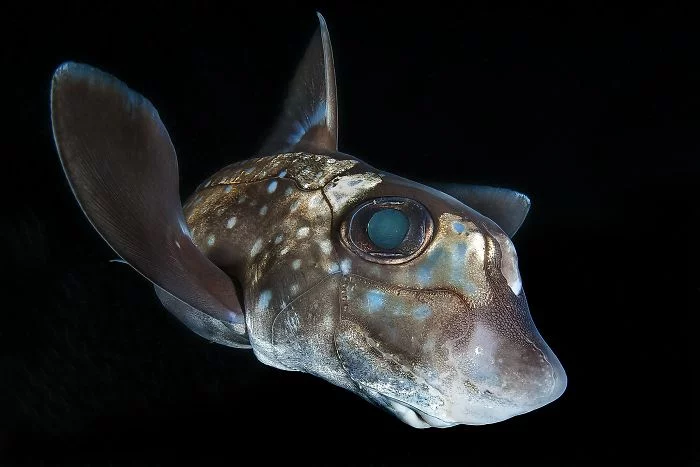 fisch mit großen augen unterwasserbilder