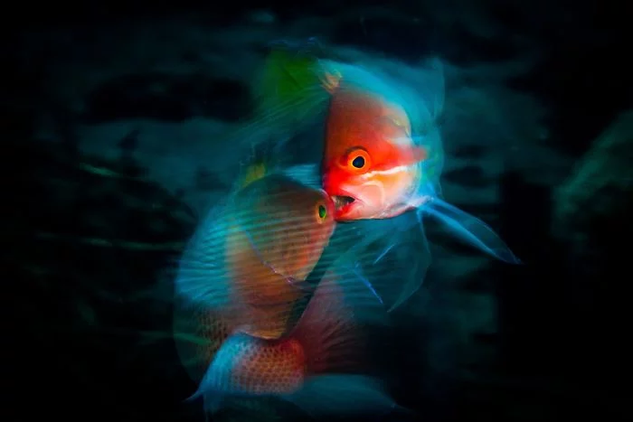 fische mit roten bildern unterwasserbilder