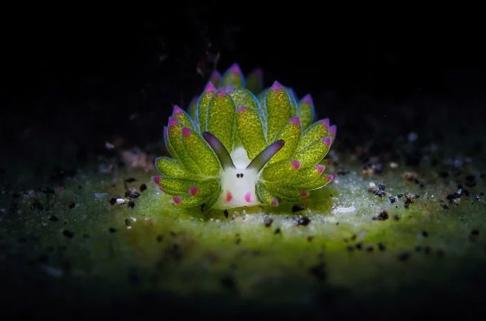 kleines wesen - tolle unterwasserbilder