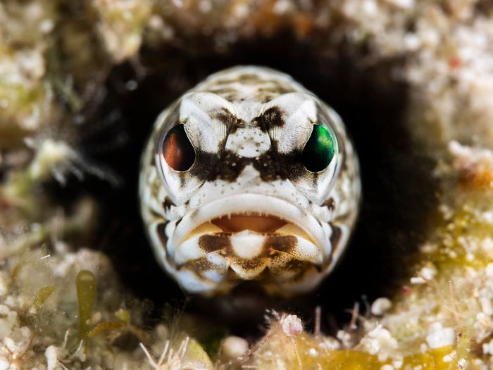 lustiger fisch - unterwasserbilder