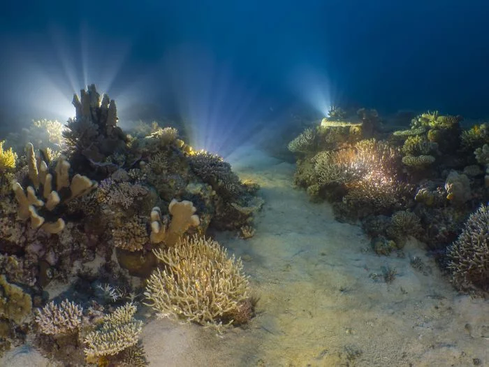 meeresboden mit lichtern - unterwasserbilder