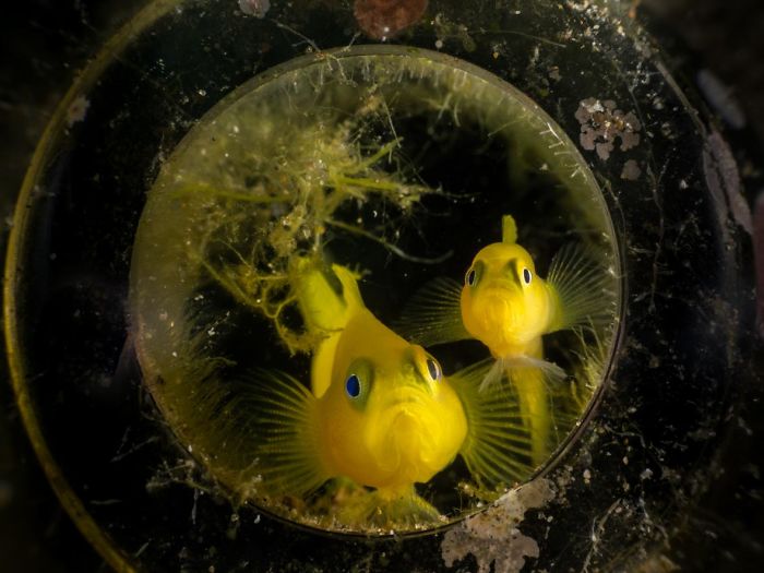 schöne gelbe fische unterwasserbilder
