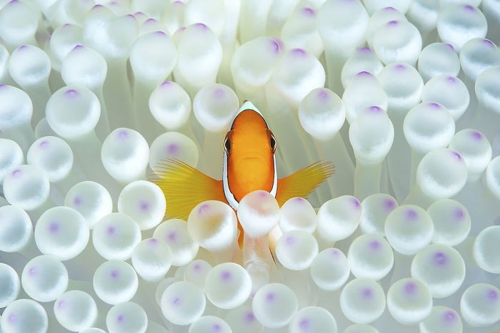 toller goldener fisch unterwasserbilder