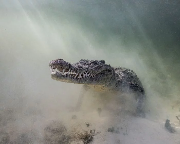 toller krokodil unterwasserbilder