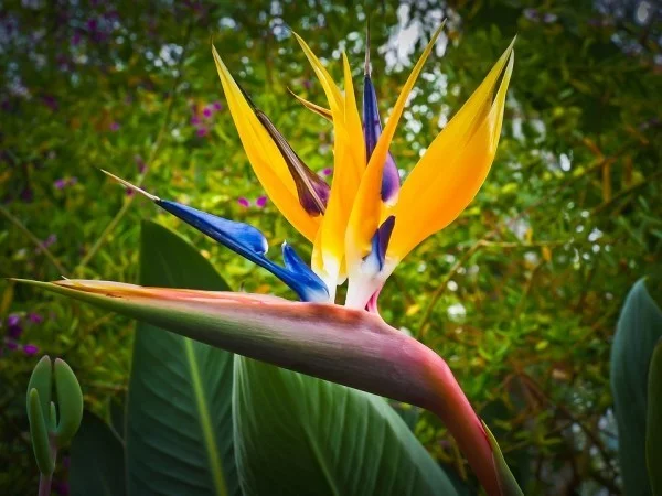 trelitzie auch Paradiesvogelblume genannt exotischer Charme