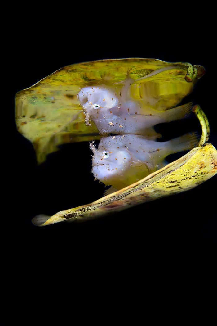unterwasserbilder goldene tierchen