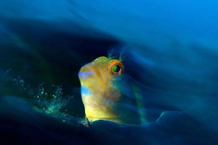 unterwasserbilder goldener fisch im wasser