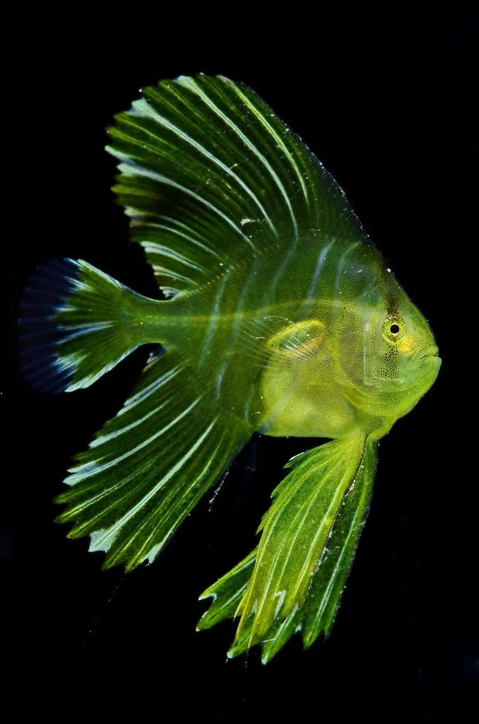 unterwasserbilder grün gelber fisch