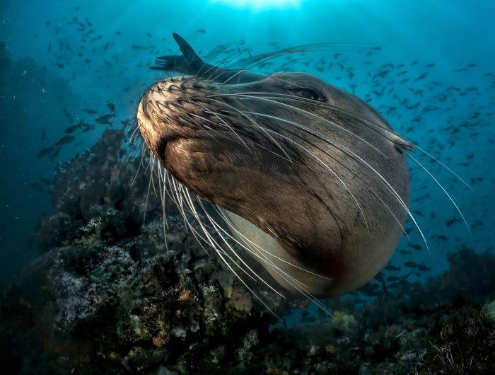 unterwasserbilder hinreißende tierwelt