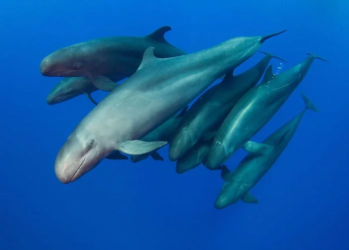 unterwasserbilder interessant aussehende delphine