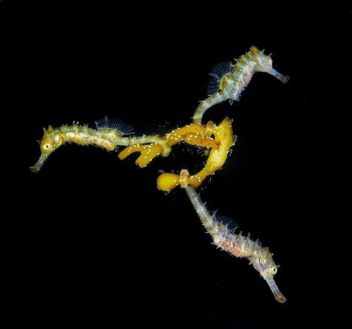 unterwasserbilder interessantes gelbes wesen