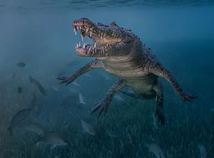 unterwasserbilder krokodil - tolle Aufnahme