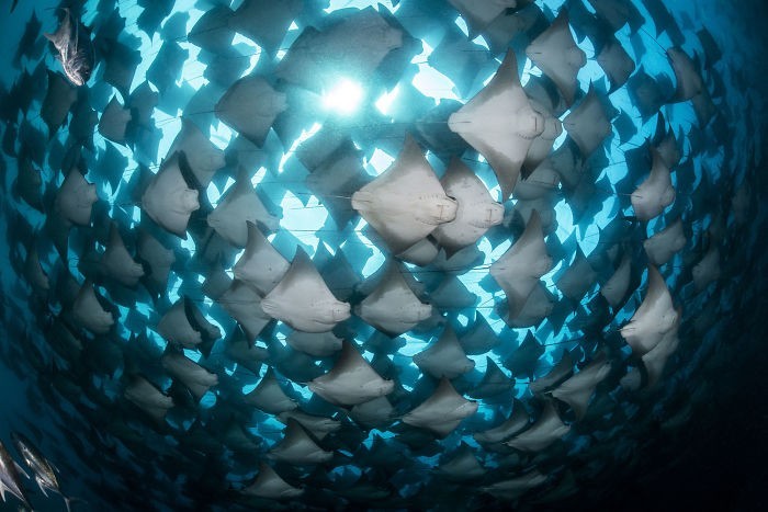 unterwasserbilder super abstraktes bild