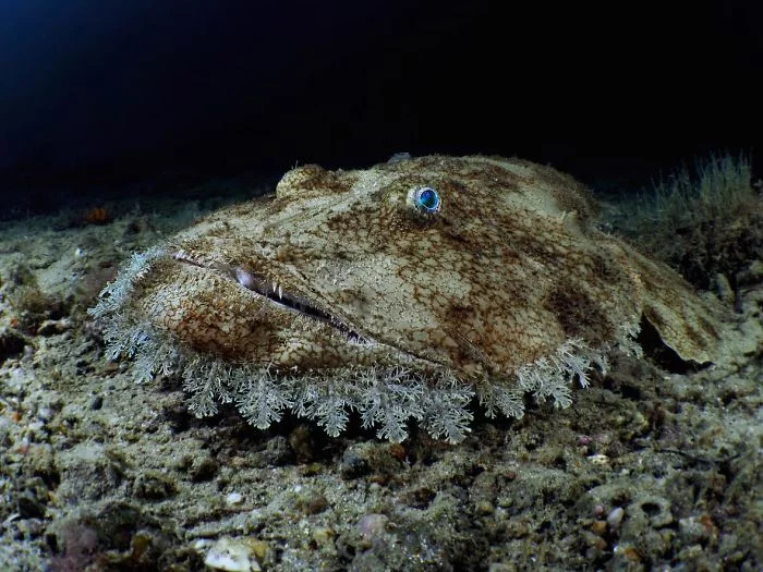 unterwasserbilder tier im boden - unsichtbar