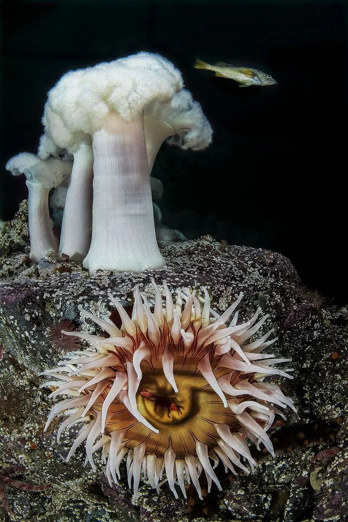 unterwasserbilder tolle weißen pilze