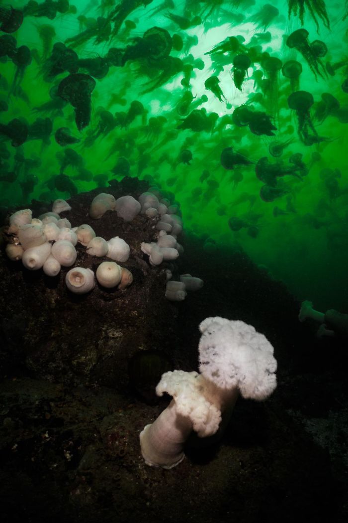 unterwasserbilder toller meeresboden mit pilzen