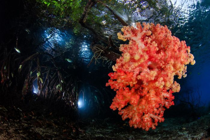 unterwasserbilder wunderschöner korall