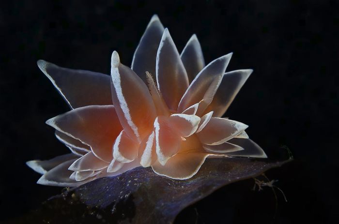 wunderbare blume unterwasserbilder