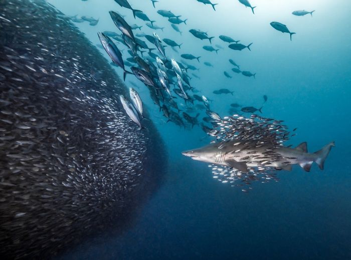 wunderbare sammlung aus fischen unterwasserbilder