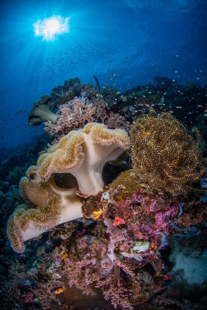 wunderbare unterwasser pflenzen unterwasserbilder