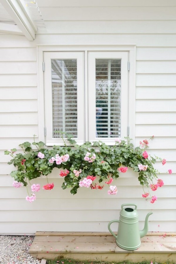 Blumenkasten an der Fensterbank Ton-in –Ton Kombination Hängegeranien vor weißer Hauswand