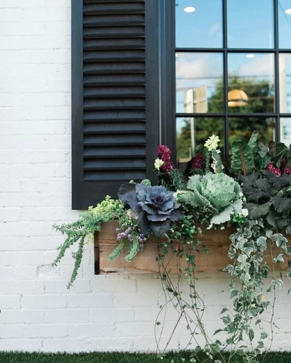 Blumenkasten an der Fensterbank dekorativer Kohl grüne Pflanzen Hängepflanzen
