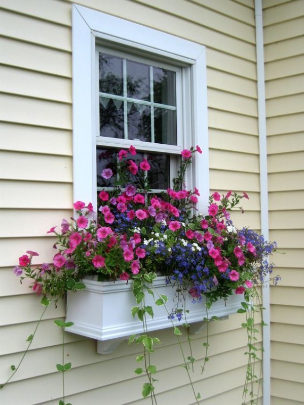 Blumenkasten an der Fensterbank herrliche Blütenpracht im weißen Kasten