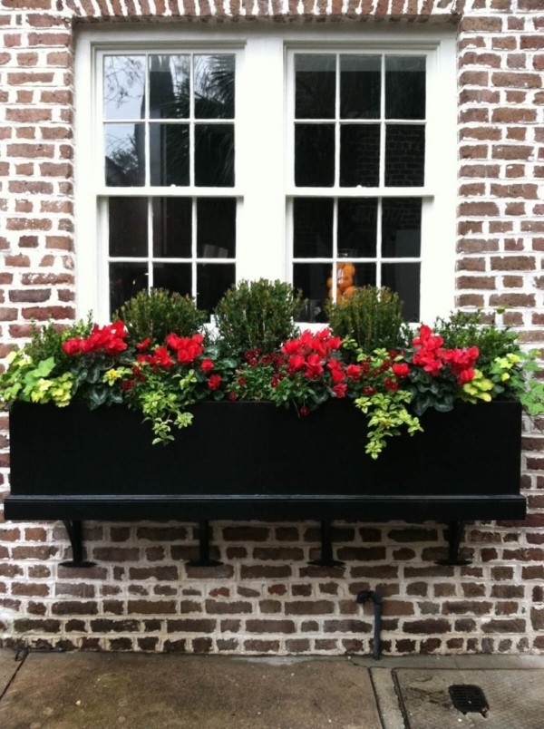 Blumenkasten an der Fensterbank in Schwarz üppiges Grün schöne rote Blüten