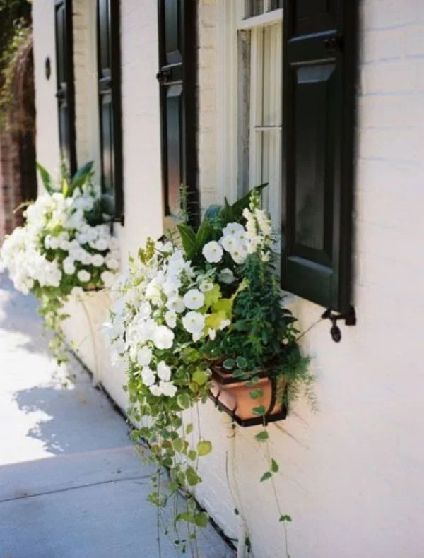 Blumenkasten an der Fensterbank weiße Petunien viel Grün