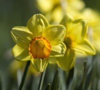 Die 7 wichtigsten Gartentipps für März – für Pracht und Schönheit im ganzen Jahr