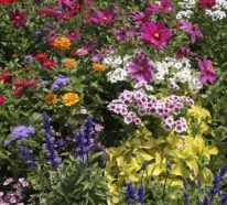 Die 7 wichtigsten Gartentipps für März – für Pracht und Schönheit im ganzen Jahr