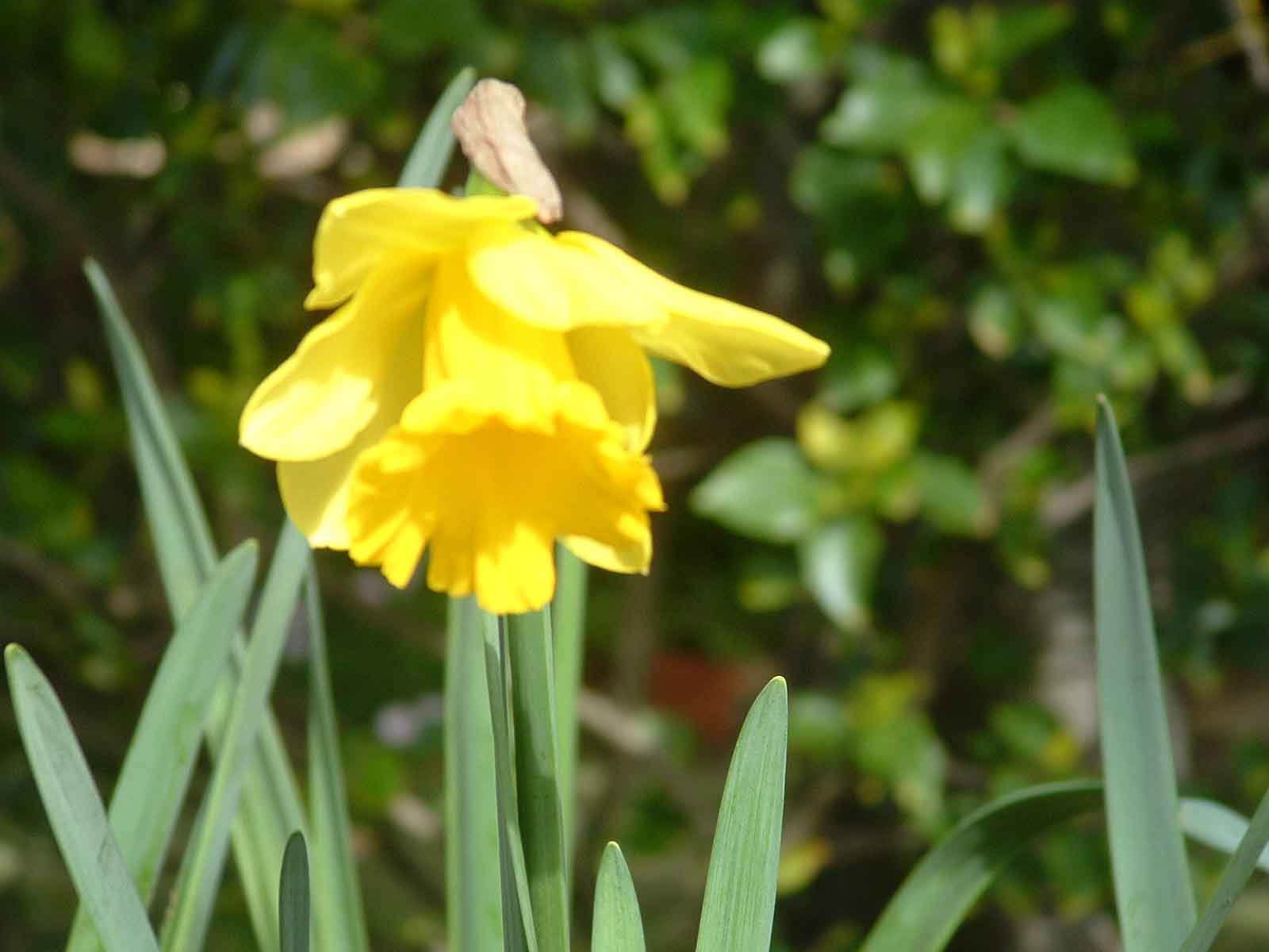Gartenpflege tolle gelbe Blume