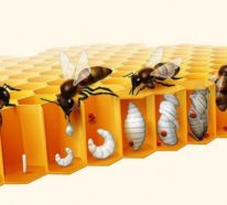 Hi-Tech Bienenstock CoCoon von BeeLife schützt Honigbienen vor Varroamilben