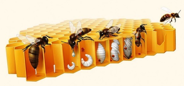 Hi-Tech Bienenstock CoCoon von BeeLife schützt Honigbienen vor Varroamilben verroa milben haften sich noch an den babys fest