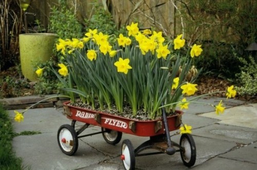 Narzissen Deko Ideen draußen im Gartenwagen auf Rädern