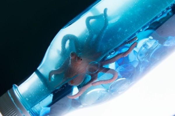 Sensorik Flaschen Unterwasserwelt Materialien Meerestiere Oktopus
