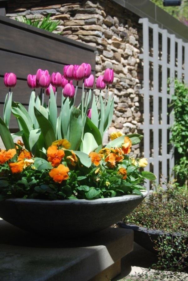 Tulpen im Garten in schüsselartigem Topf echte Hingucker draußen