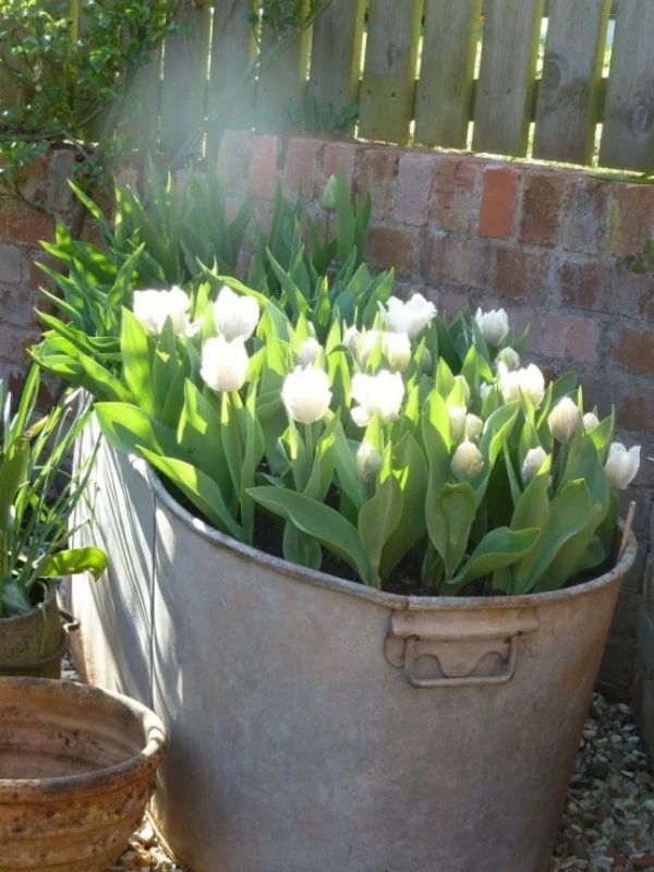Tulpen im Garten weiße Blüten im Metallbehälter eine sonnige Ecke draußen