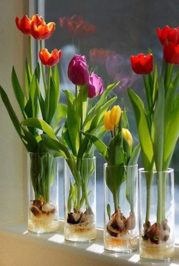 Tulpen im Interieur am sonnigen Fenster in Gläsern