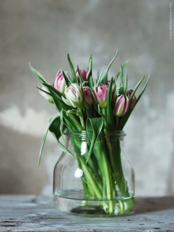 Tulpen im Interieur frisch gepflückte weiß-rosa Blüten im Glas