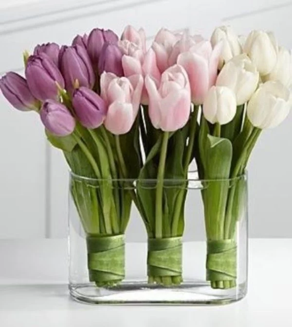 Tulpen im Interieur in einem Glasbehälter weiß rosa und hellviolett