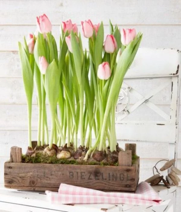 Tulpen im Interieur in zartem Rosa in Holzkiste
